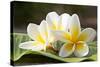 Frangipani Tropical Flowers, Plumeria Flowers Fresh-worawut2524-Stretched Canvas