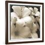 Frangipani Twilight I-Tony Koukos-Framed Giclee Print