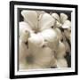 Frangipani Twilight I-Tony Koukos-Framed Giclee Print