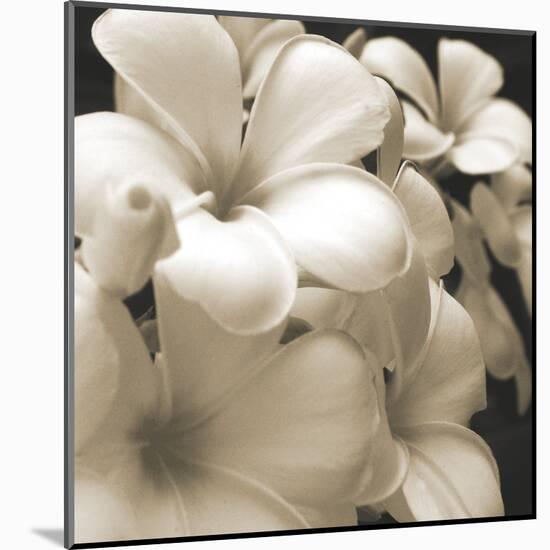 Frangipani Twilight I-Tony Koukos-Mounted Giclee Print