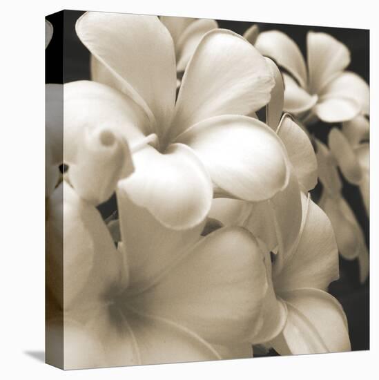 Frangipani Twilight I-Tony Koukos-Stretched Canvas