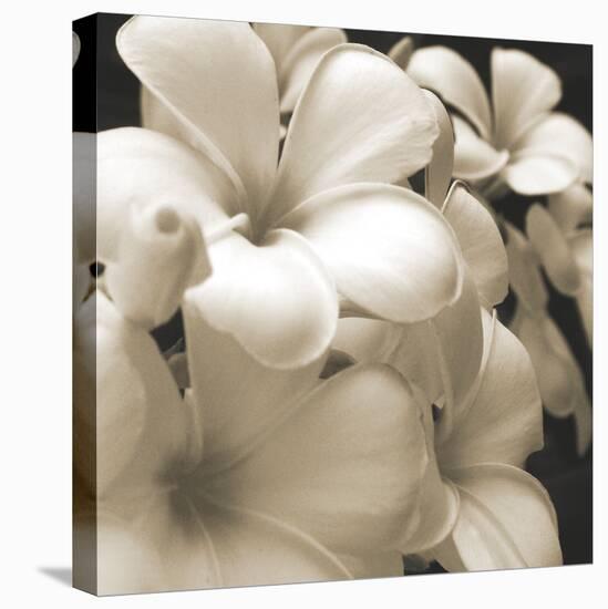 Frangipani Twilight I-Tony Koukos-Stretched Canvas