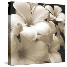 Frangipani Twilight I-Tony Koukos-Stretched Canvas