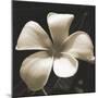 Frangipani Twilight II-Tony Koukos-Mounted Giclee Print