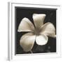 Frangipani Twilight II-Tony Koukos-Framed Giclee Print