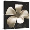 Frangipani Twilight II-Tony Koukos-Stretched Canvas