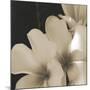 Frangipani Twilight III-Tony Koukos-Mounted Giclee Print