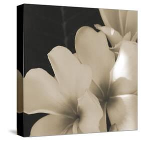 Frangipani Twilight III-Tony Koukos-Stretched Canvas