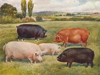 Breeds of pigs, c1902 (c1910)-Frank Babbage-Giclee Print