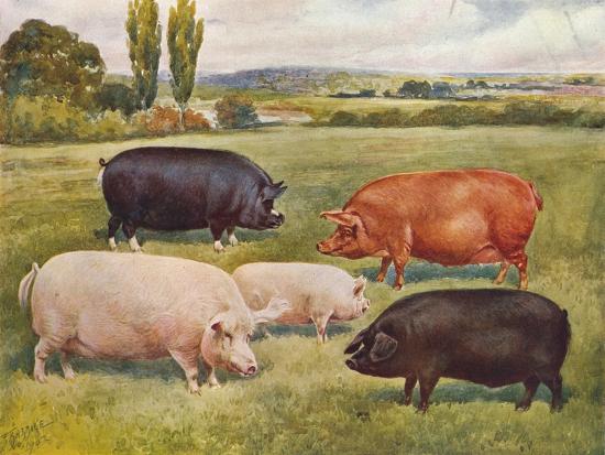 Giclee Print, , large