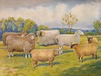 Breeds of sheep, c1902 (c1910)-Frank Babbage-Giclee Print