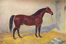 Clydedale stallion Prince of Albion, c1900 (c1910)-Frank Babbage-Framed Stretched Canvas