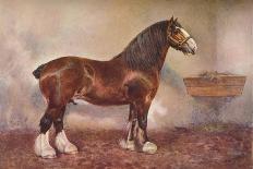 Cleveland Bay stallion Sultan, c1902 (c1910)-Frank Babbage-Framed Giclee Print