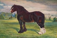 Cleveland Bay stallion Sultan, c1902 (c1910)-Frank Babbage-Framed Giclee Print