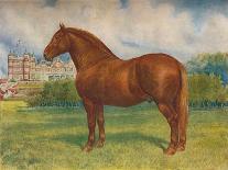 Clydedale stallion Prince of Albion, c1900 (c1910)-Frank Babbage-Stretched Canvas