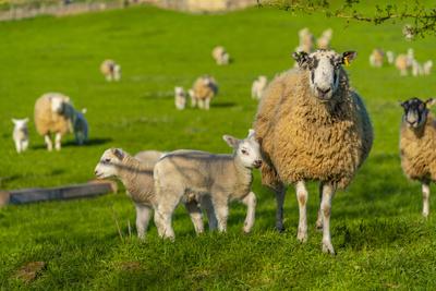 View of sheep and spring lambs in Elmton Village, Bolsover, Chesterfield, Derbyshire, England