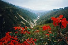 View of Flowers and Valley-Frank Johnston-Stretched Canvas