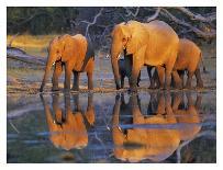 African elephants, Okavango, Botswana-Frank Krahmer-Art Print