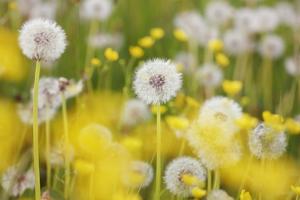 dandelions krahmer atoll allpostersimages artprintimages