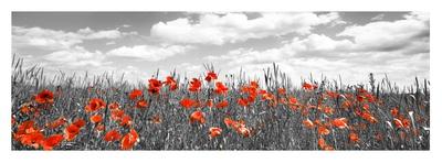 Poppies in corn field, Bavaria, Germany-Frank Krahmer-Giclee Print