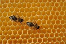 A Honeycomb Is a Mass of Hexagonal Wax Cells Built by Honey Bees in their Nests-Frank May-Photo