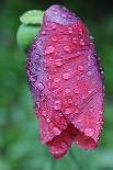 Poppy Flower with Raindrops-Frank May-Photo