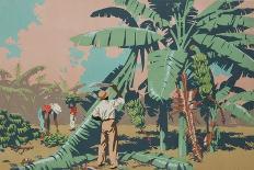 Reaping Sugar Canes in the West Indies-Frank Newbould-Giclee Print