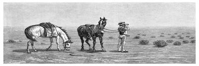 Camels Carrying Wool, 1886-Frank P Mahony-Mounted Giclee Print