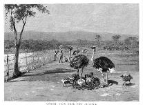 Ostrich Farm Near Port Augusta, South Australia, 1886-Frank P Mahony-Giclee Print