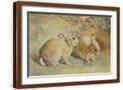 Brown Frame