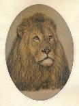 Lions Head, c1896-Frank Paton-Giclee Print