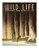 Wild Life-Frank S. Nicholson-Framed Stretched Canvas