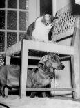 Dachsund Rudy Trotting Across Doorway in his Mexico City Home, September 23, 1946-Frank Scherschel-Framed Photographic Print