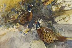 Cock Pheasants under a Beech Tree-Frank Southgate-Framed Stretched Canvas