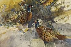 Cock Pheasants under a Beech Tree-Frank Southgate-Giclee Print
