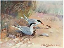 Common Tern, Illustration from 'Wildfowl and Waders'-Frank Southgate-Giclee Print