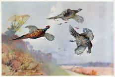 Cock Pheasants under a Beech Tree-Frank Southgate-Stretched Canvas