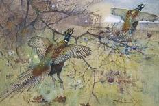 Cock Pheasants under a Beech Tree-Frank Southgate-Stretched Canvas