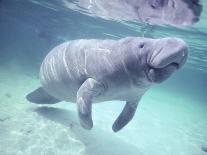 Manatee, Crystal River NW Refuge, FL-Frank Staub-Mounted Photographic Print