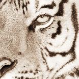Tiger Pattern-Frank & Susann Parker-Stretched Canvas