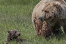 USA, Alaska, Katmai National Park, Hallo Bay. Coastal Brown Bear with twins-Frank Zurey-Photographic Print