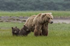 USA, Alaska, Katmai National Park, Hallo Bay. Coastal Brown Bear with twins-Frank Zurey-Premium Photographic Print