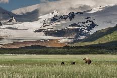 USA, Alaska, Katmai National Park, Hallo Bay. Coastal Brown Bear with twins-Frank Zurey-Premium Photographic Print