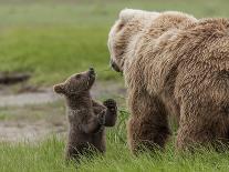 USA, Alaska, Katmai National Park, Hallo Bay. Coastal Brown Bear with twins-Frank Zurey-Framed Premium Photographic Print