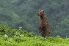 USA, Alaska, Katmai National Park, Hallo Bay. Coastal Brown Bear with cub-Frank Zurey-Photographic Print