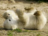 Polar Bear Cub, Berlin, Germany-Franka Bruns-Stretched Canvas