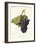 Frankenthal Grape-A. Kreyder-Framed Giclee Print