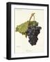 Frankenthal Grape-A. Kreyder-Framed Giclee Print