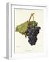 Frankenthal Grape-A. Kreyder-Framed Giclee Print