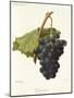 Frankenthal Grape-A. Kreyder-Mounted Giclee Print